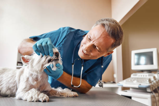Best 24-Hour Emergency Dental Care in Chapel Hill, NC